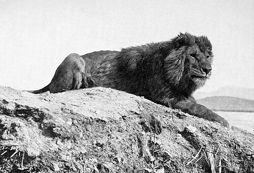 Barbary lions
